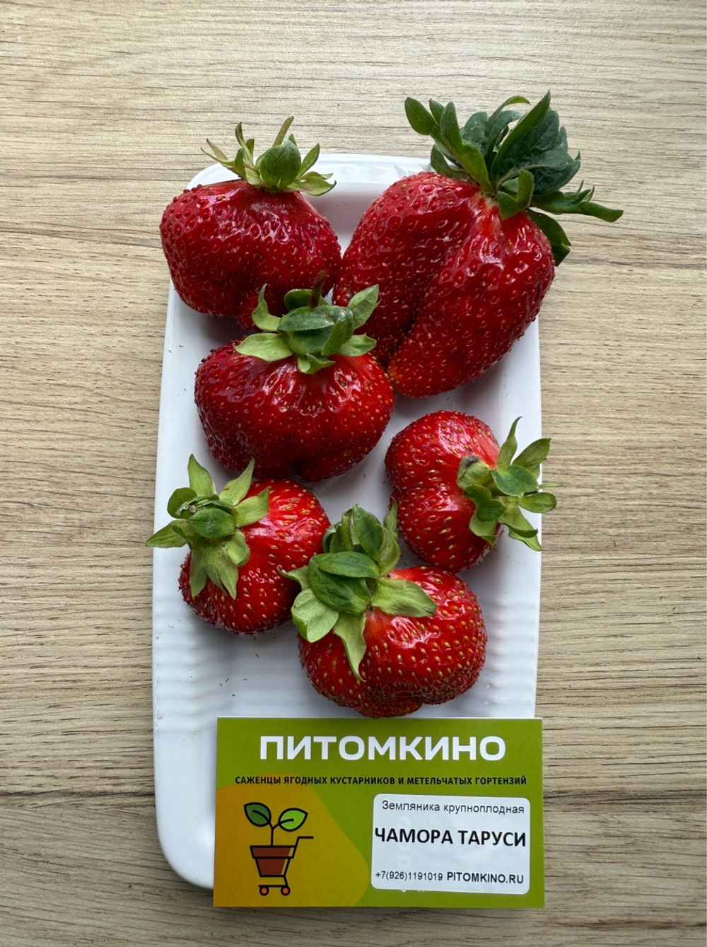 Земляника крупноплодная Чамора Таруси