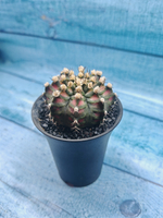 Gymnocalycium T-Rex Pink hybride (Гимнокалициум T-rex)