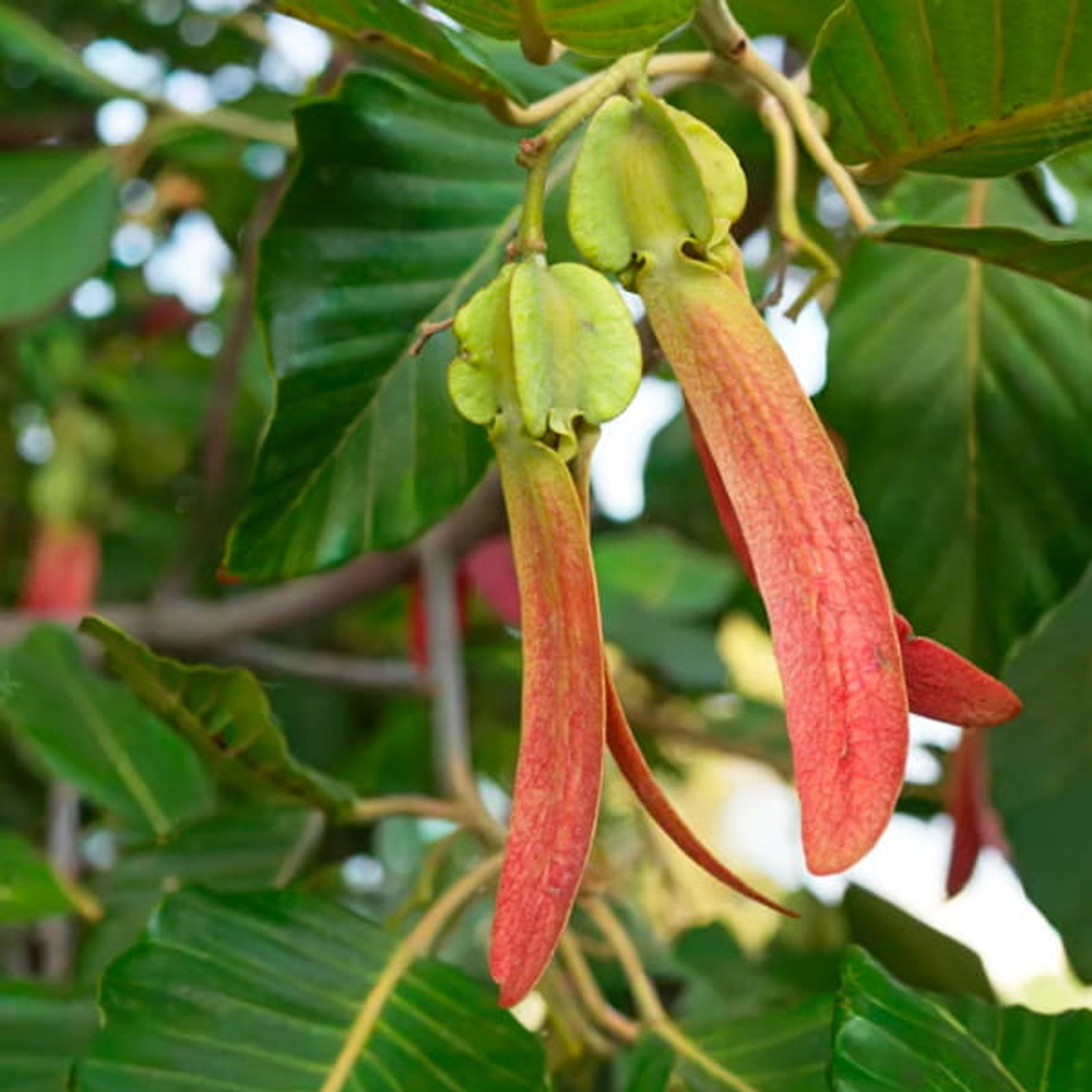 Диптерокарпус крылатый – Dipterocarpus alatus