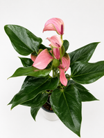 Антуриум (Китай) D12