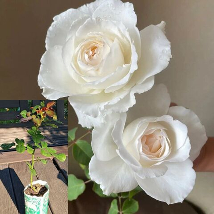 Роза японская Принцесса Миюки пионовидная, саженец с ЗКС.