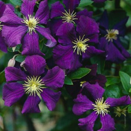 Клематис Джекмани С2