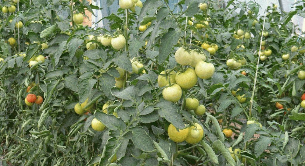 Корвинус F1 семена томата полудетерминантного (Seminis / Семинис)