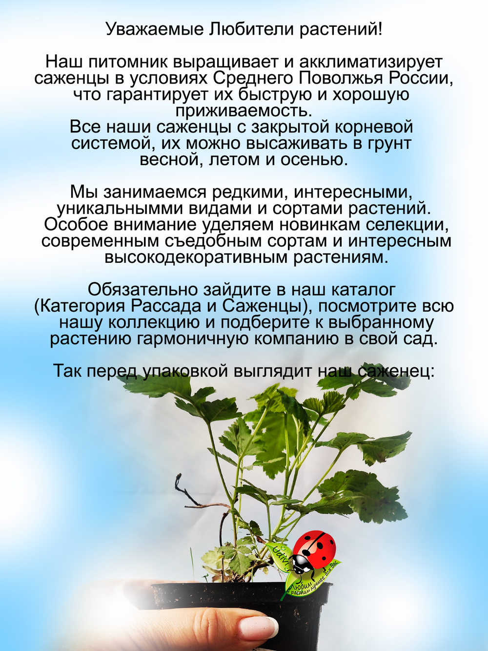 Ежемалина Бойсенберри малиново ежевичный гибрид