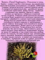 Вереск Дэвид Хагнес золотистый