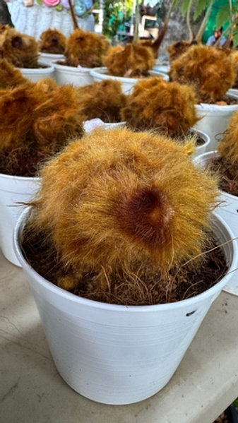 Будет ли свободная продажа