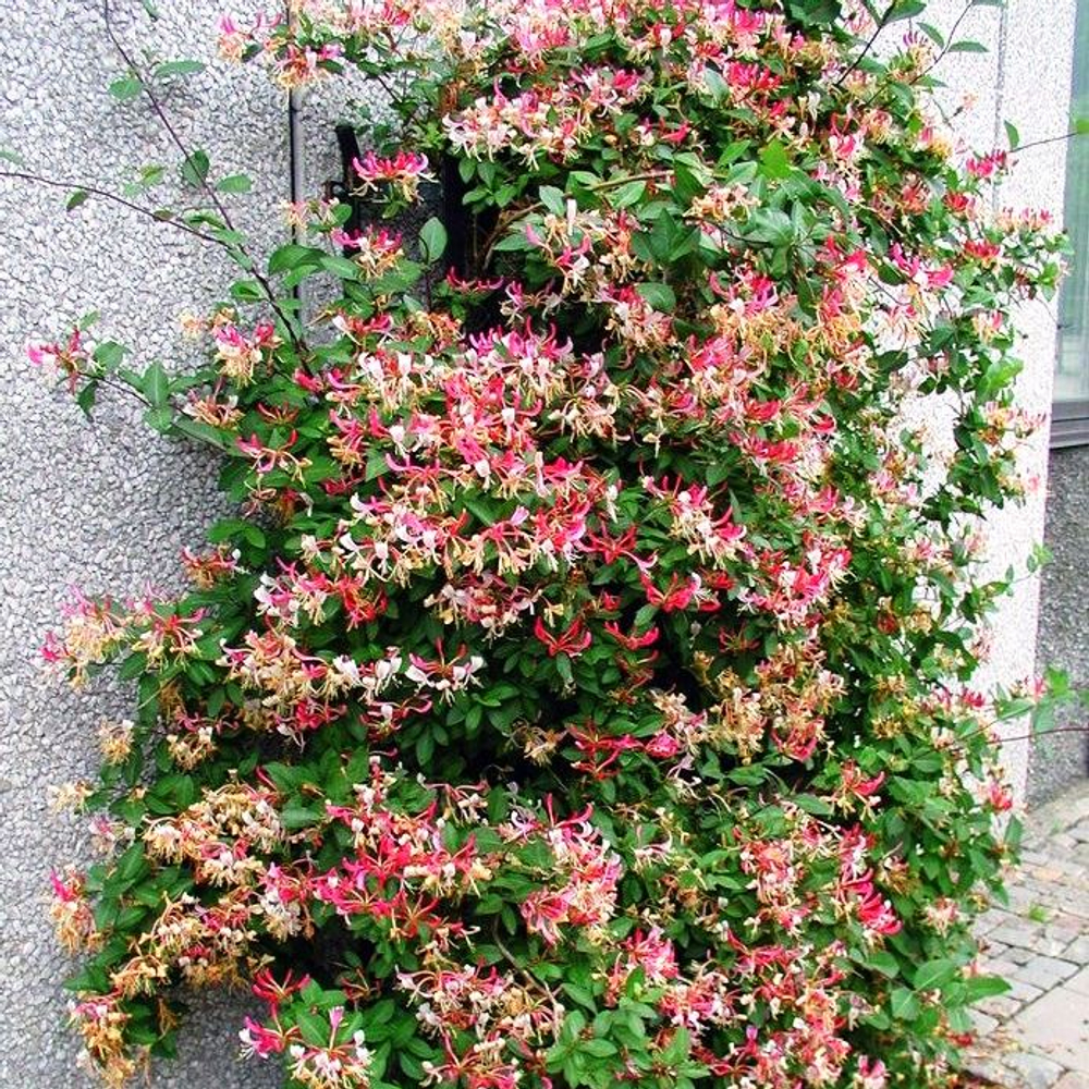 Жимолость Серотина