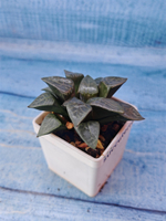 Haworthia Bayeri x Comptoniana (Хавортия)