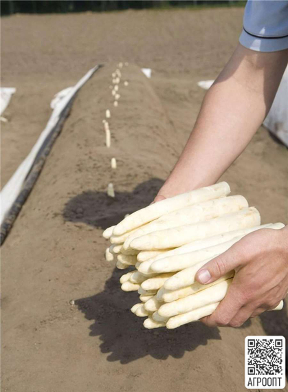 Магнус F1 семена спаржи (Bejo  Бейо) – фото 2