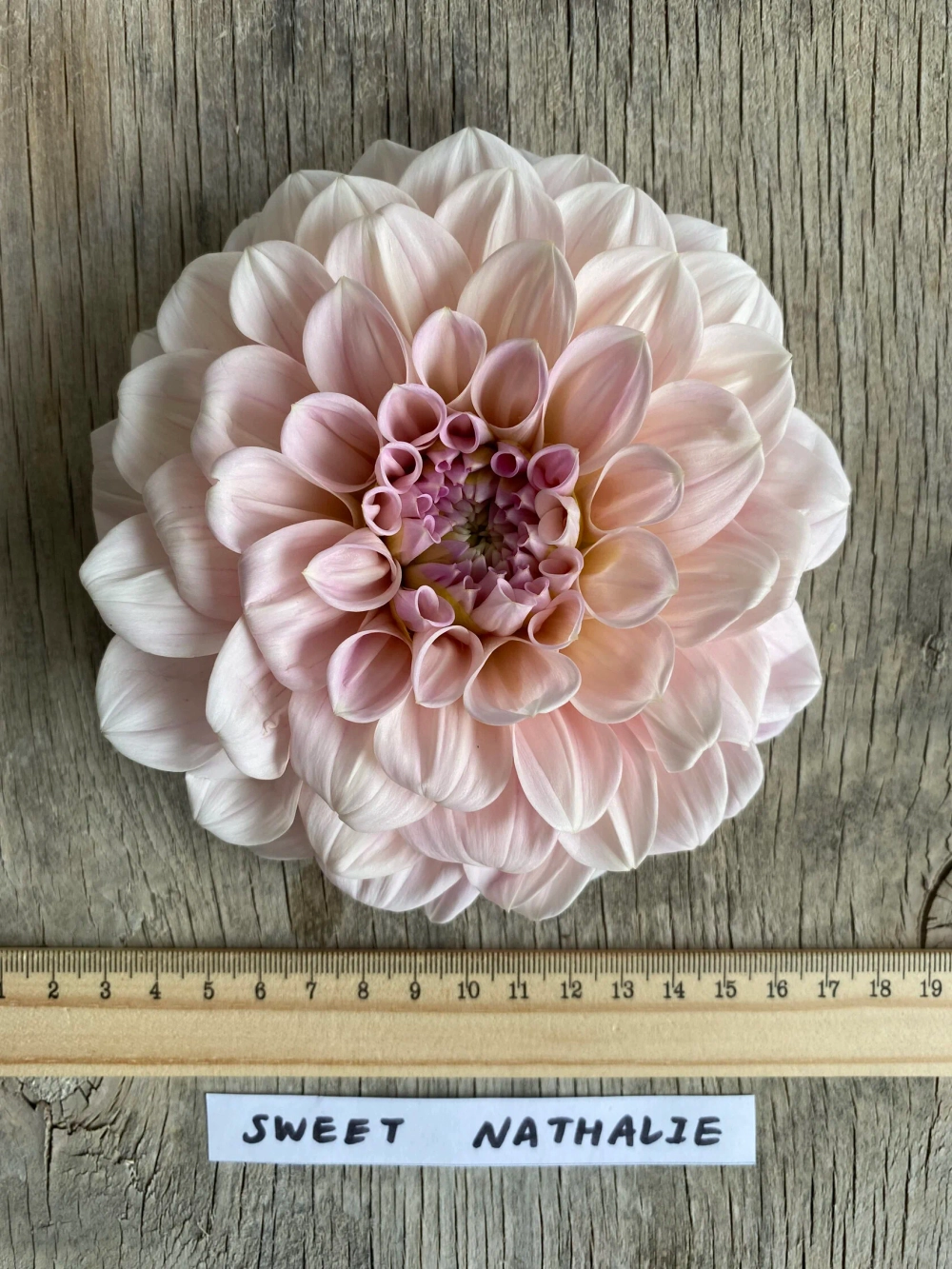 Георгин Sweet Nathalie (корень) Закупка М55 апрель 2026