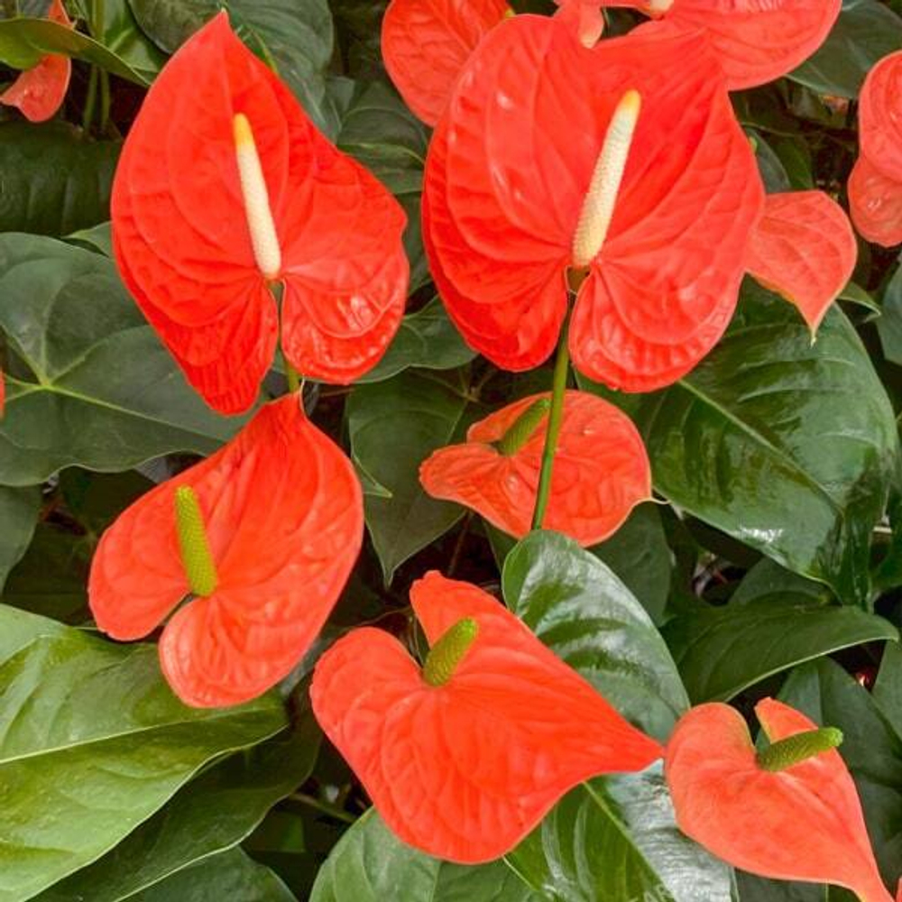 Антуриум Андре NEBRASKA