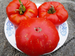 Помидоры Фейерверк