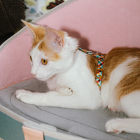 Для котов и кошек
