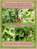 Хедера Сесилия Плющ гофрированный