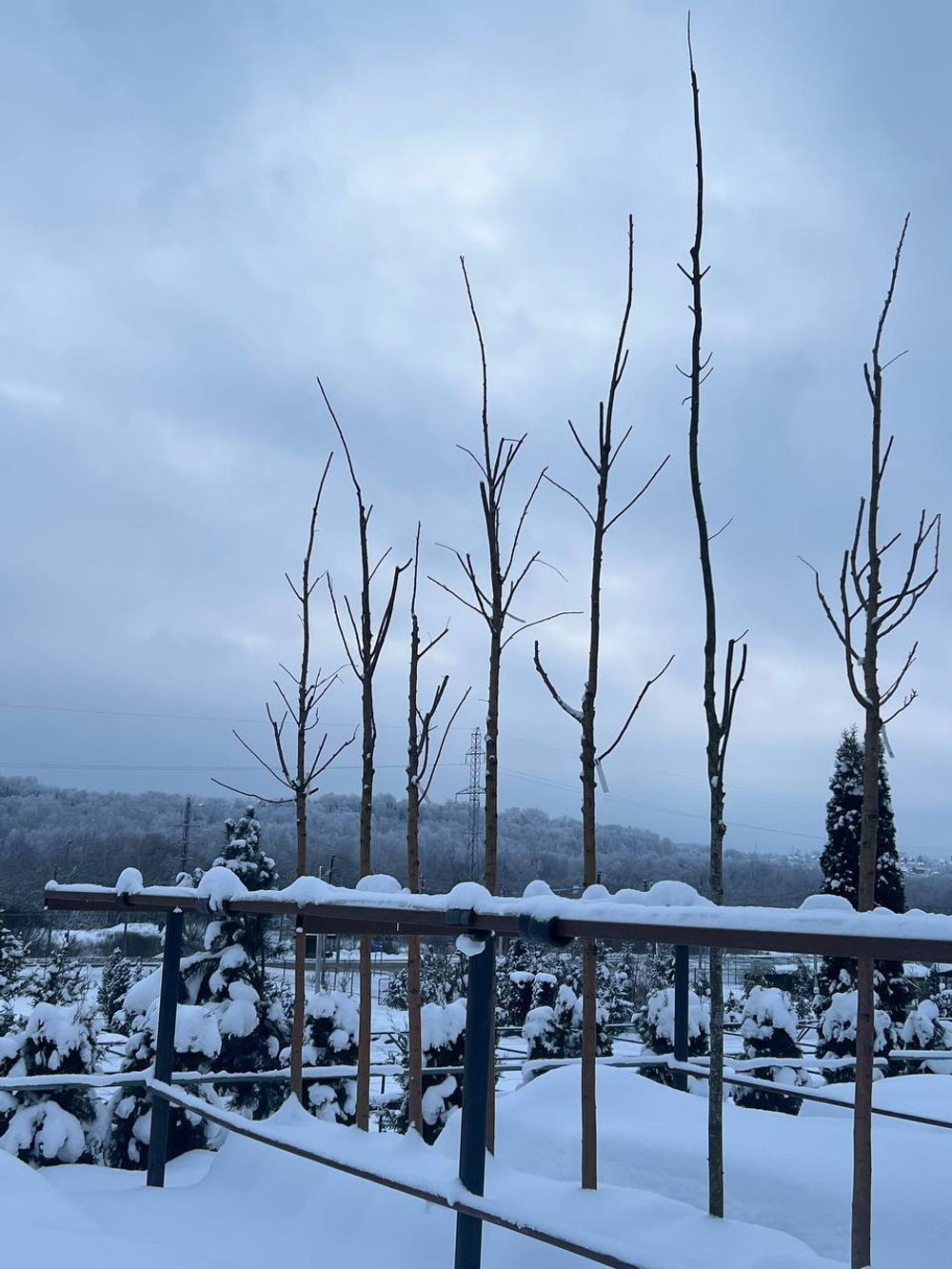 Черемуха Маака 14/16 400-500 см