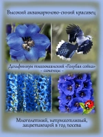 Дельфиниум Голубая Сойка Бенарис Пацифик Блю Джей Blue Jay