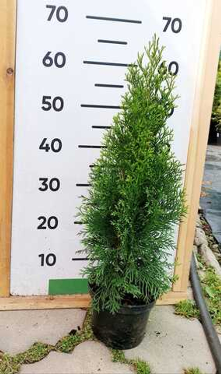 Туя западная Smaragd