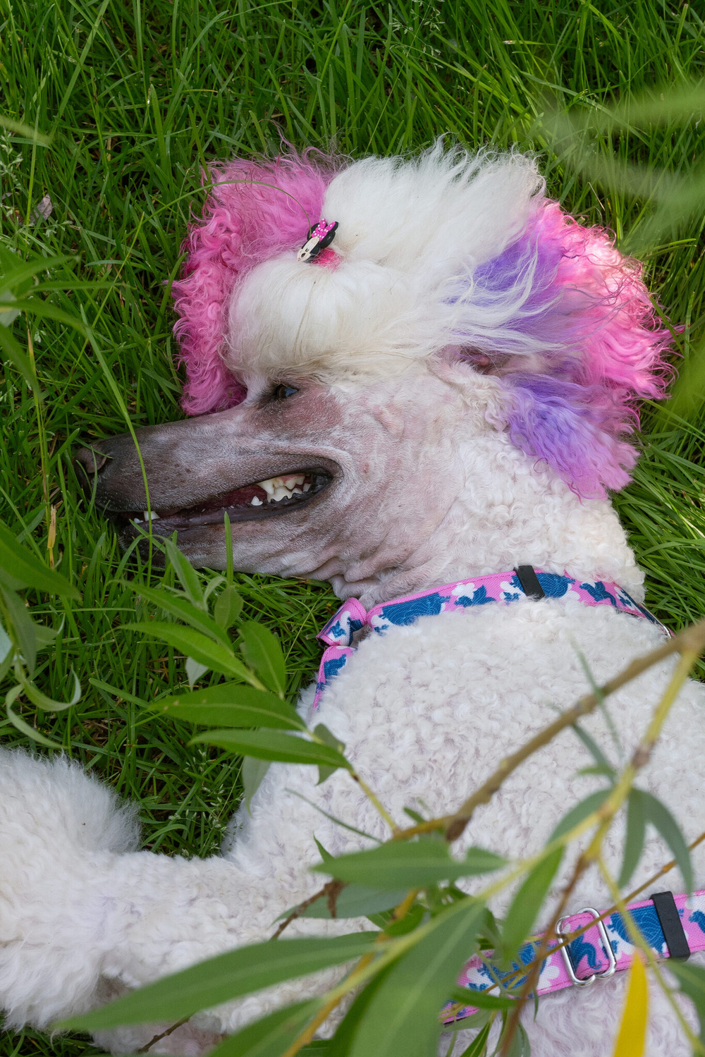 Ошейник Парк тысячелетия. День. Наличие