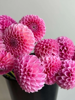 Георгин Sweet Fabienne (корень) Закупка М55 апрель 2026