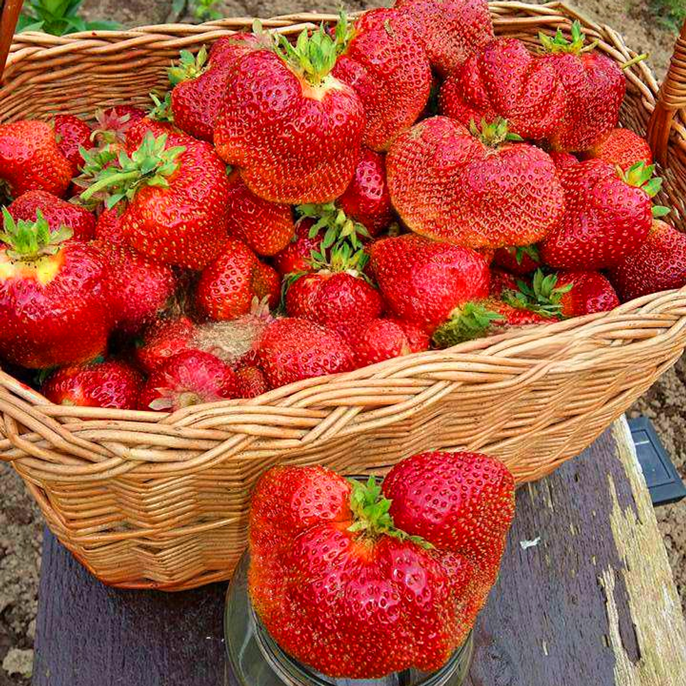 Земляника Чамора Туруси поздняя