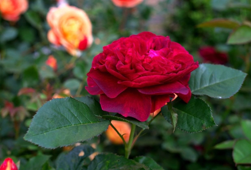 Роза Дарси Басселл Rosa Darcey Bussell