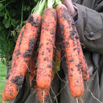 Самсон семена моркови нантской (Bejo / ALEXAGRO) культура