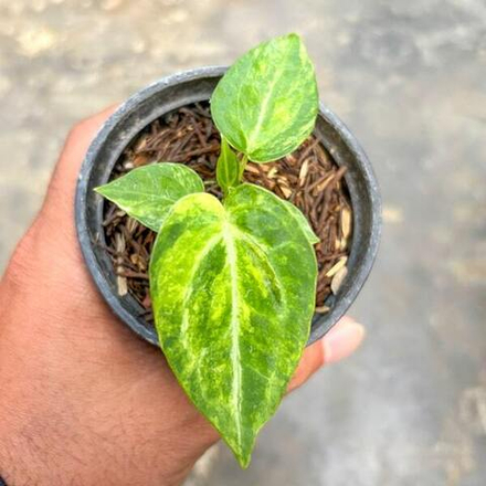 Антуриум RED SUNRISE