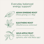 Traditional Medicinals, Organic Stress Ease® Focus, женьшень, дикое яблоко и мята, без кофеина, 16 чайных пакетиков в упаковке, 28 г (0,99 унции)