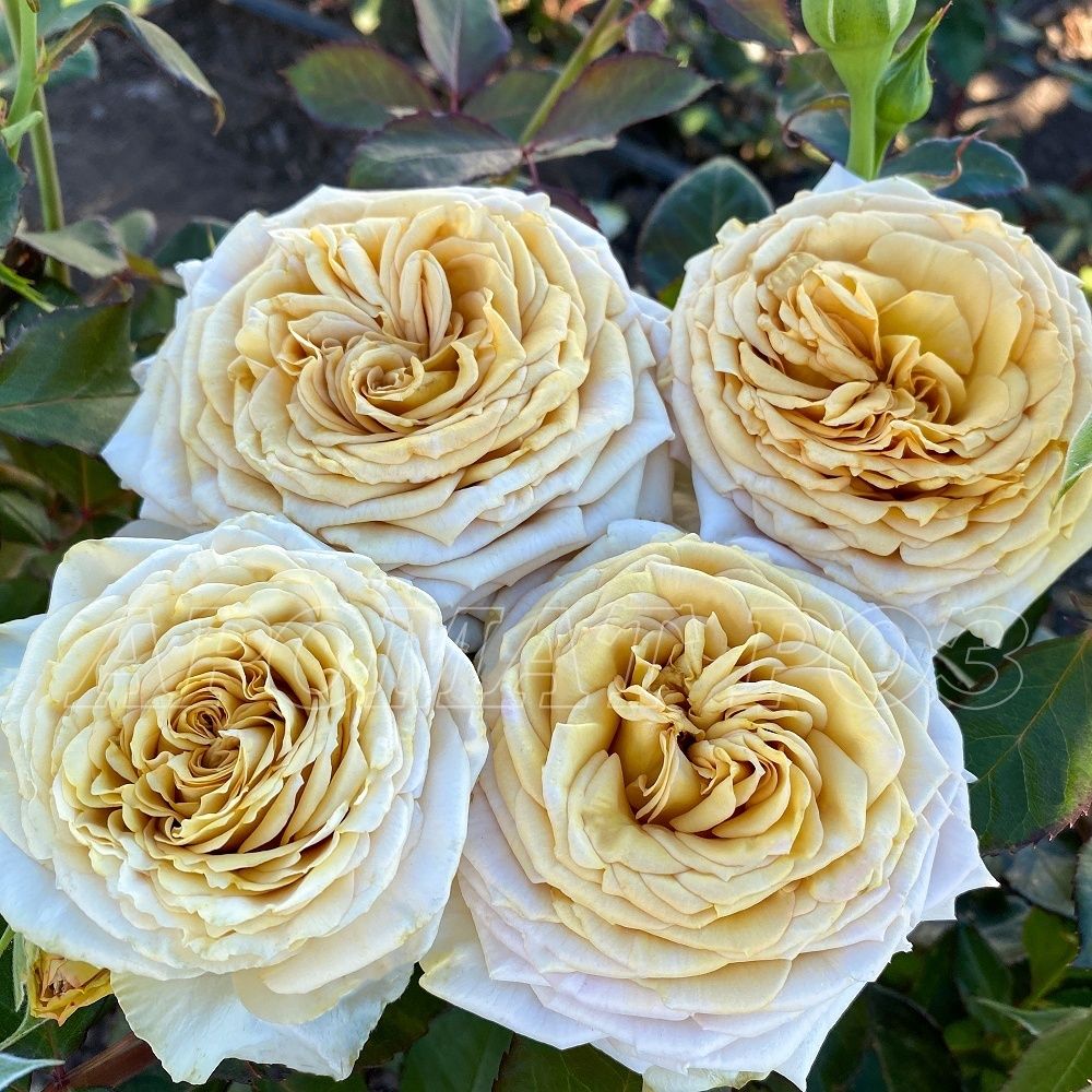 Спойлер (Spoiler)