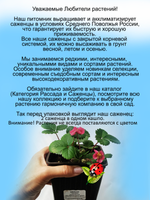 Клубника Тоскана ампельная ремонтантная