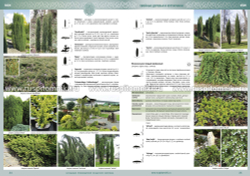 Каталог древесных растений. Деревья, кустарники, лианы