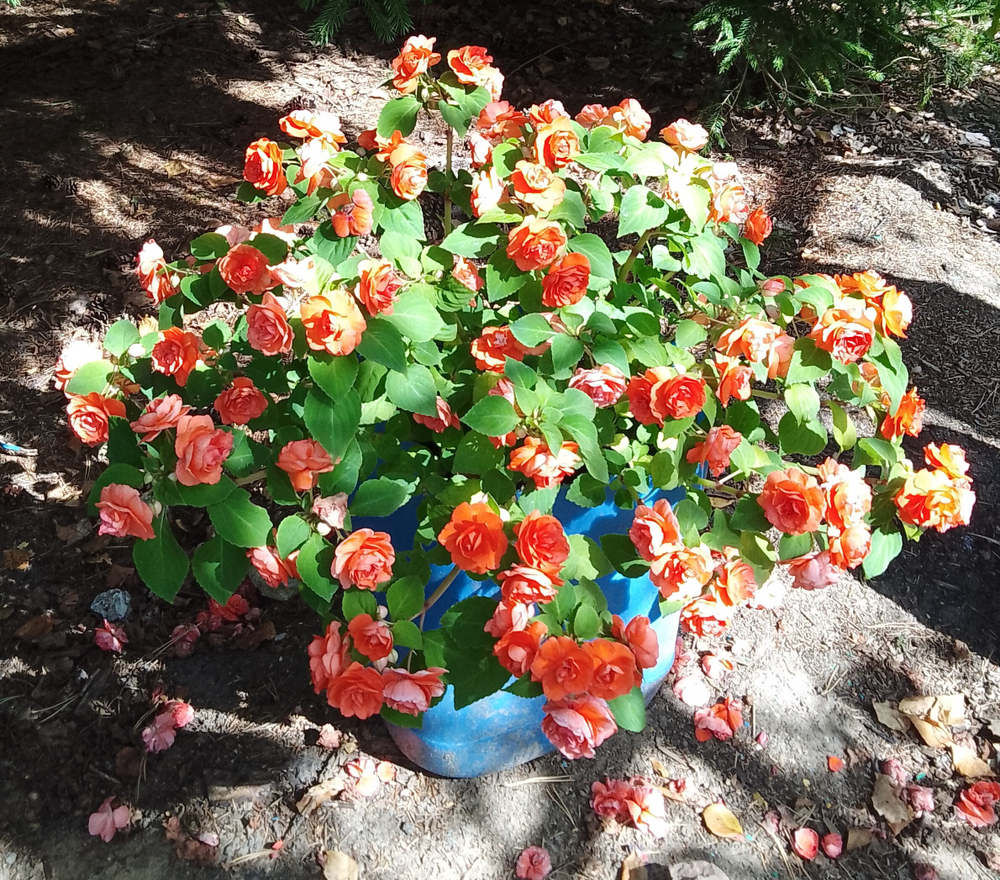 Бальзамин Coral Orange ОКС укорененный черенок