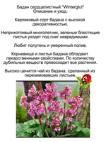 Бадан сердцелистный розовый