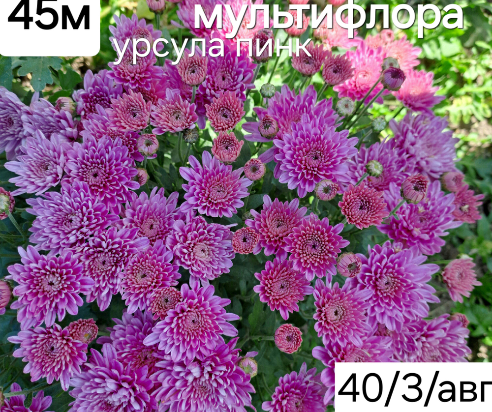 САЖЕНЦЫ ХРИЗАНТЕМЫ МУЛЬТИФЛОРА #45 УРСУЛА ПИНК