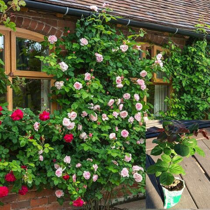 Роза Сант Свизан шраб, плетистая, саженец с ЗКС.