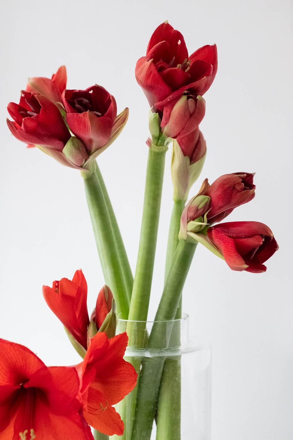 новогодний букет с амариллисами купить