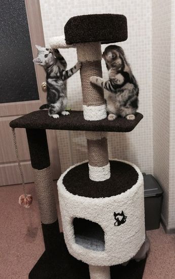 Дом для котенка Д-2