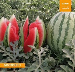 Бостон F1 семена арбуза (Nunhems / Нюнемс)