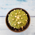 Astrophytum Asterias (Астрофитум)
