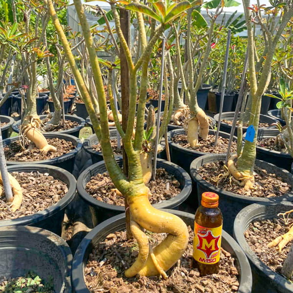 Адениум обесум GOLDEN ROOT s.12"