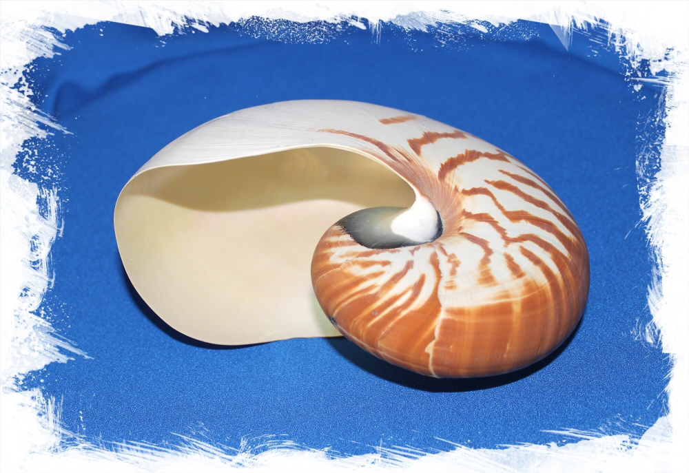 Полосатый Наутилус Пампилиус