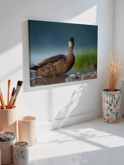 Картина на стену 40 X 50 Утка