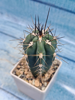 Stetsonia Coryne (Стэтсония)