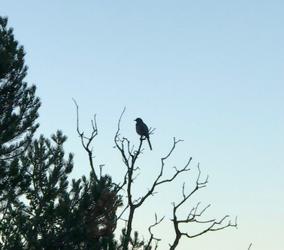 Институт Физического Мастерства - Вебинар 13