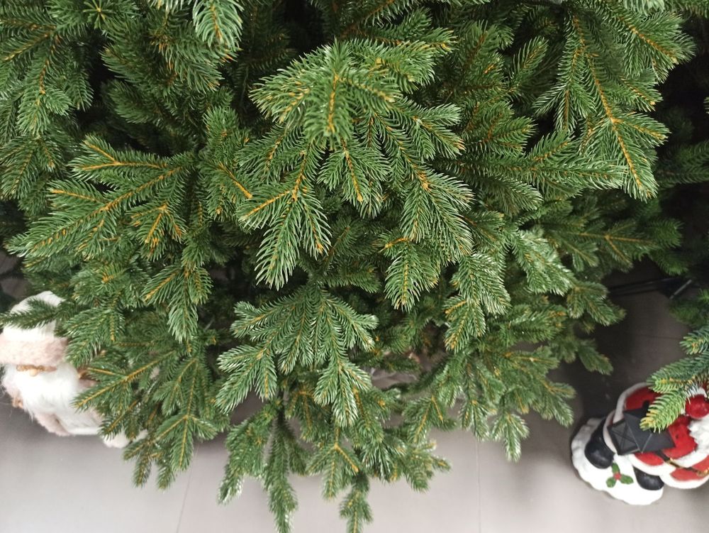 Ель с шишками «Чарующая» (Литая хвоя) от 1,8 м до 2,4 м