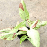 Сингониум (16) STRAWBERRY MILK