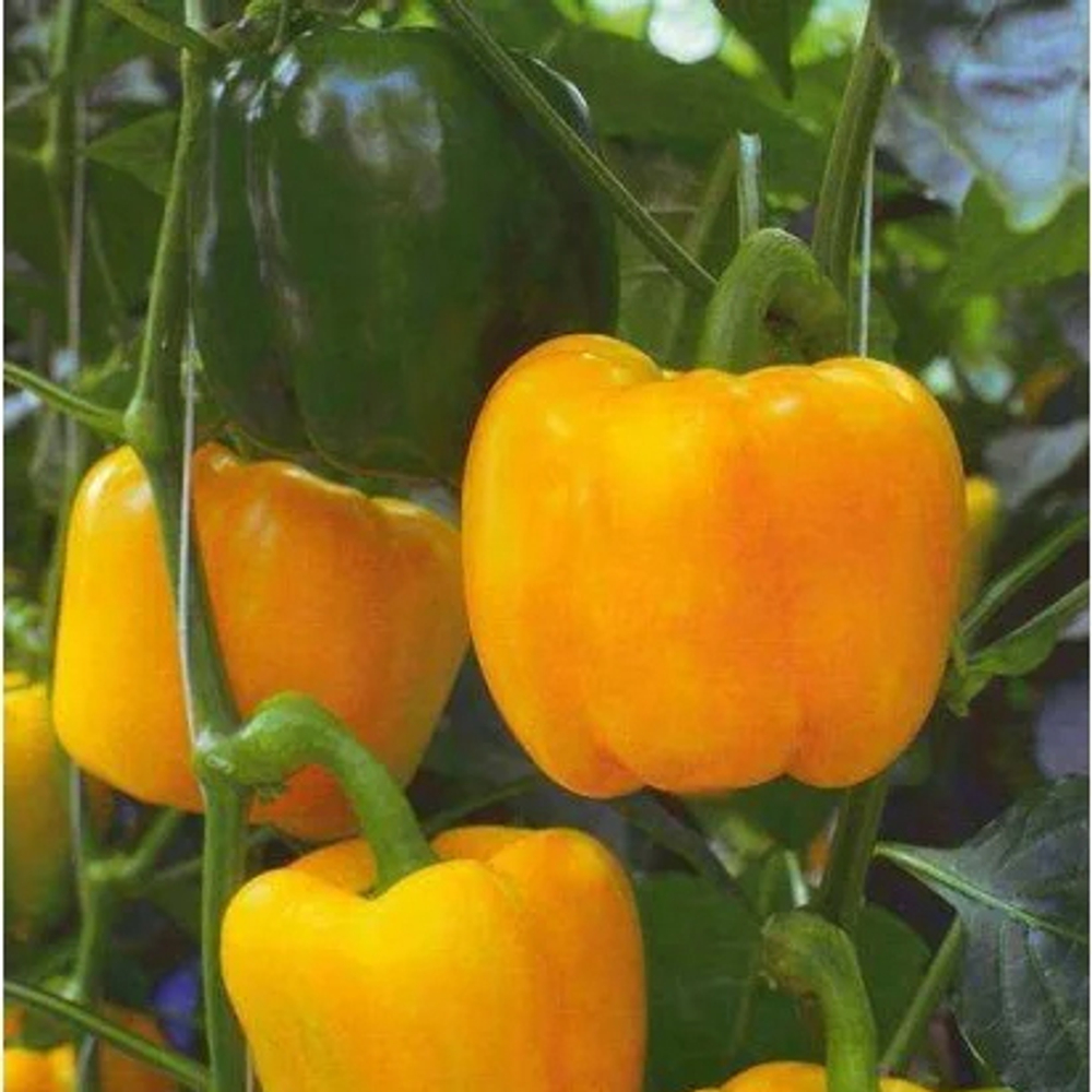 Перец Эспартано F1 7шт ВитаГрин ЭКСТРА