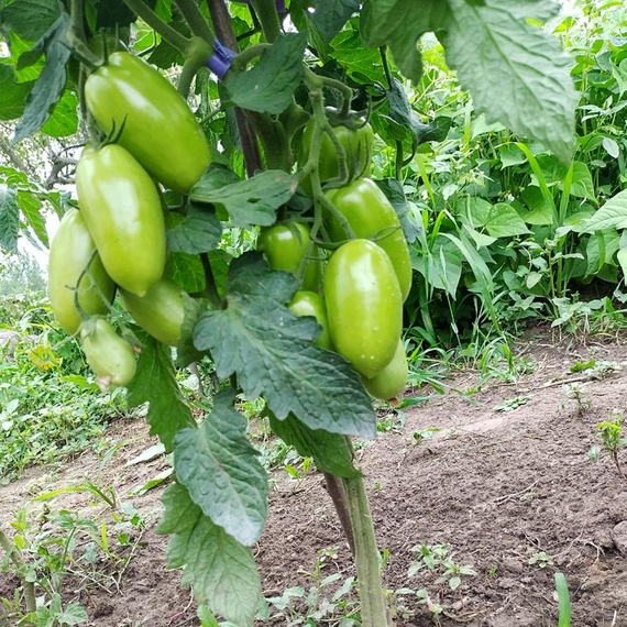 ЭРКОЛЬ F1 семена томата Syngenta отзывы – фото 4