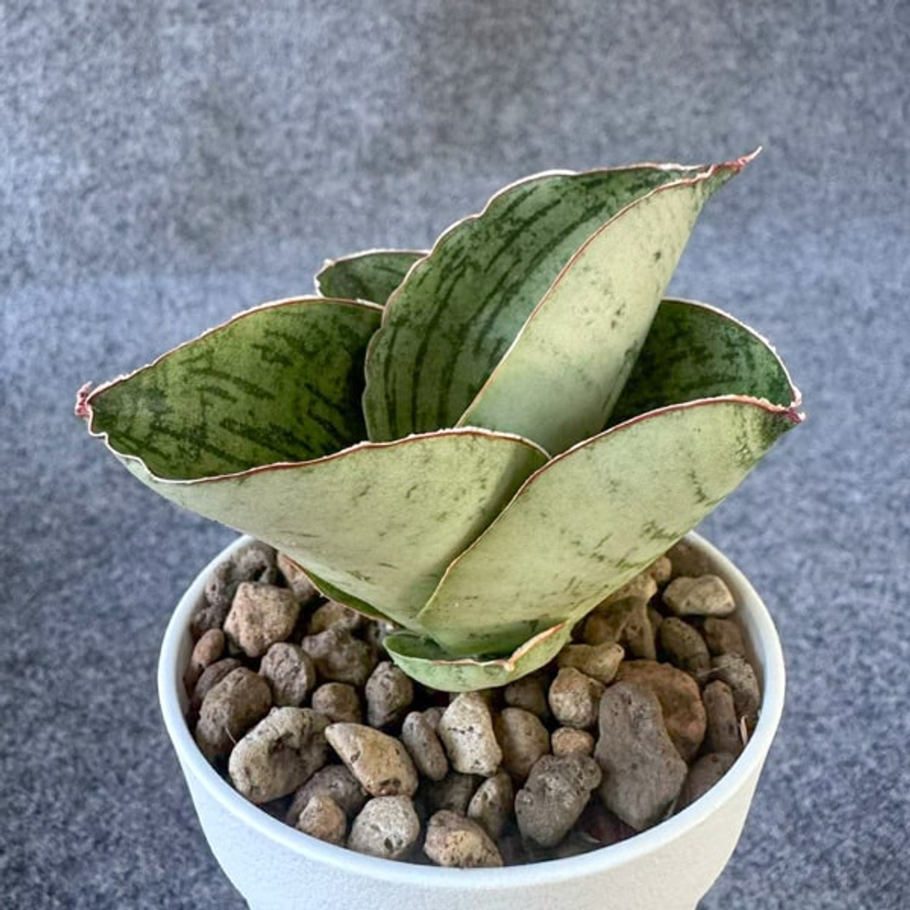 Сансевиерия SUPER NOVA