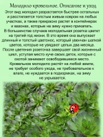 Молодило Кровельное каменная роза быстрорастущее
